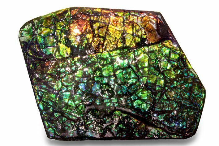 Flashy Ammolite (Fossil Ammonite Shell) - Alberta, Canada #258185